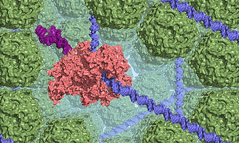 illustration of compacted protein