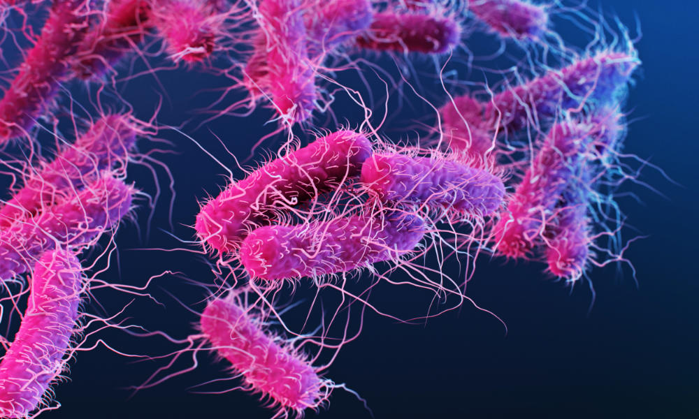 Pink rod-shaped Enterobacteriaceae bacteria illustration.