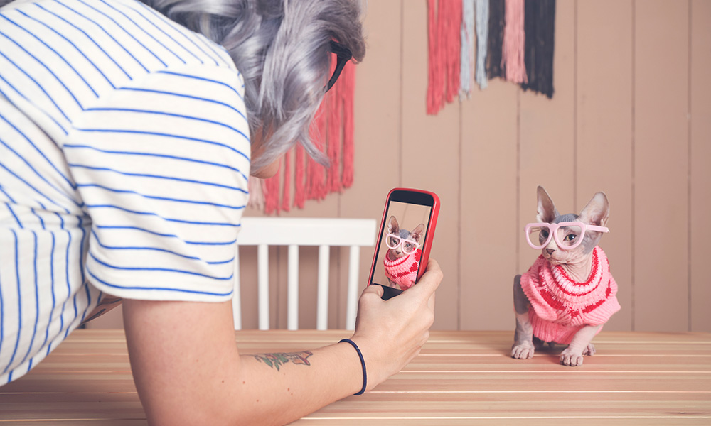 person takes a cellphone photo of a cat dressed up in a pink sweater and glasses.