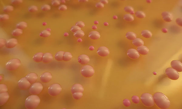 baker's yeast cells under a microscope.