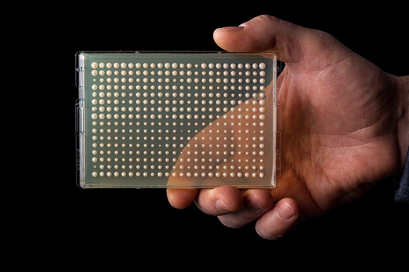 Colonies of baker's yeast cells grow in a grid on a lap plate
