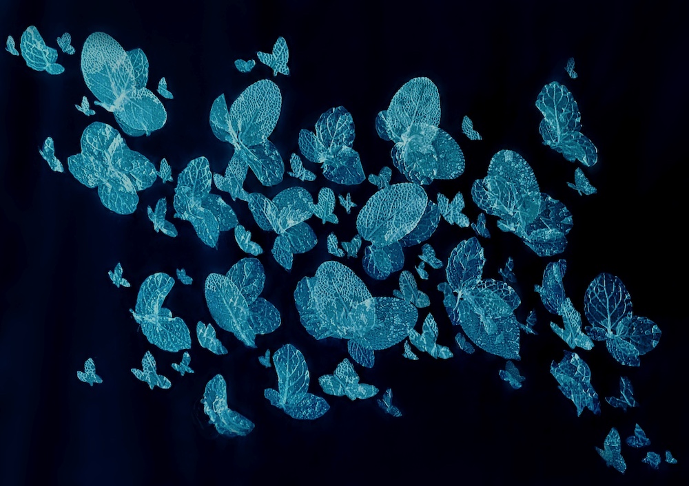 image of the cellulose structure of a leaf