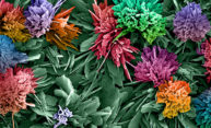 colorful crystals that look like flower blooms