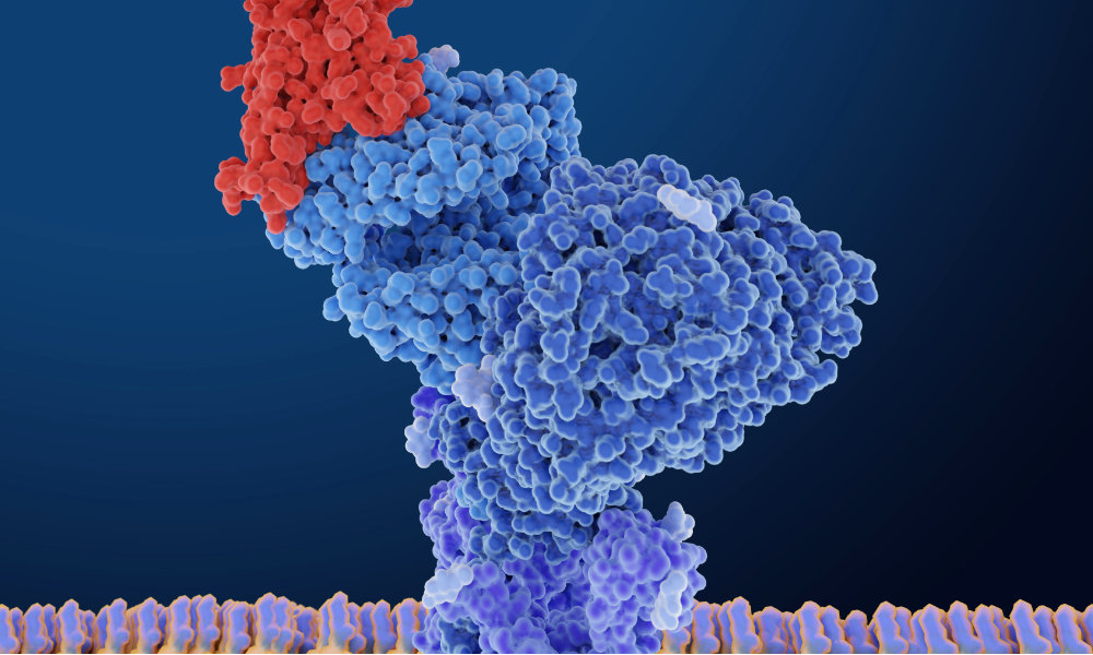Blue ACE2 receptor bound to a red coronavirus spike protein.
