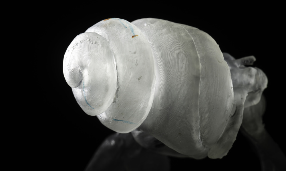 Close-up of 3D-printed, scaled model of a gerbil cochlea.
