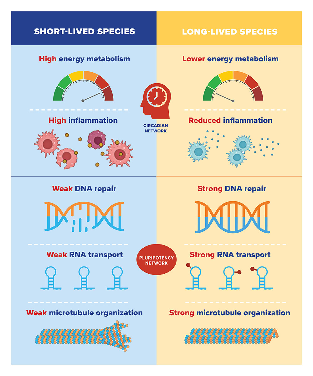 genes-lifespan-chart.jpg