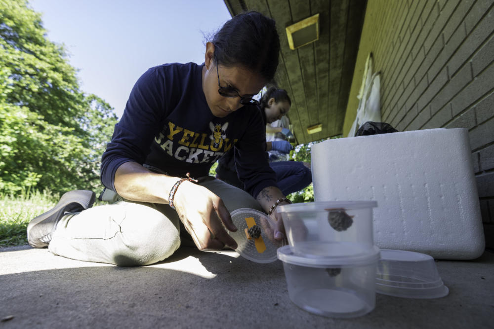Student hunched over a paper wasps nest preparing it for transit.