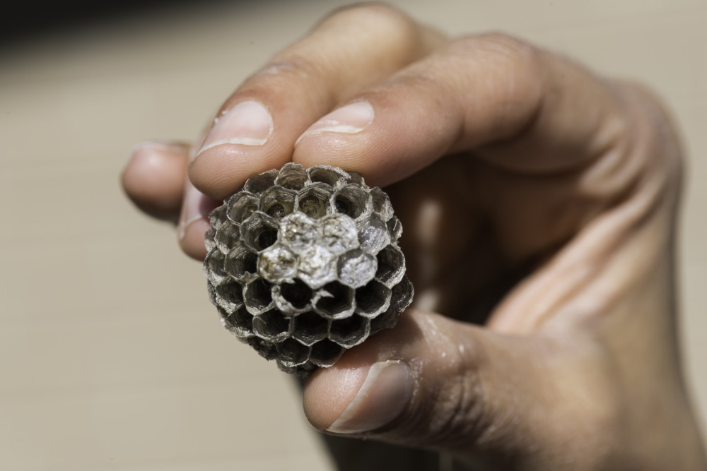 Close-up of hand holding a paper wasps nest containing eggs, larvae, and pupae.