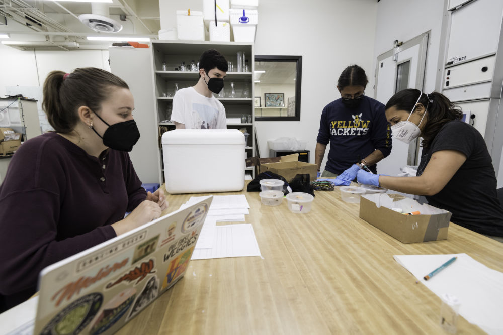 Four people in masks huddled over a table with papers, specimens, and laptops on it. 