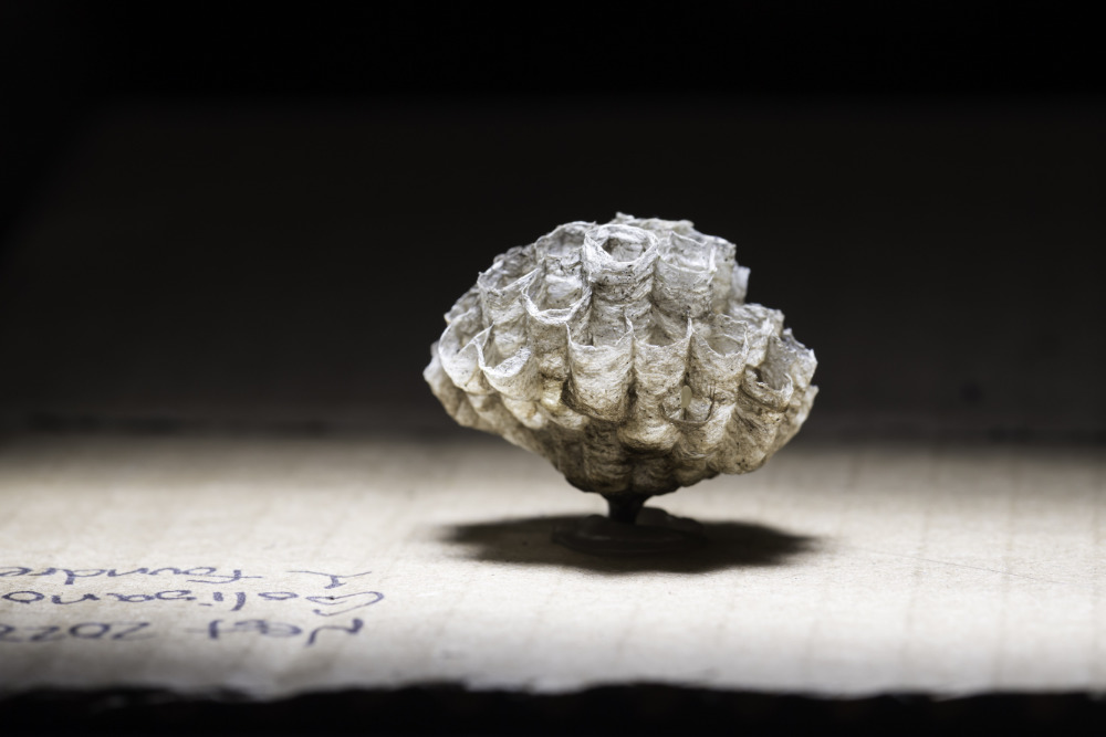 Paper wasps nest glued to a piece of cardboard.