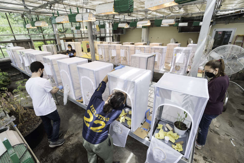 Students prepare wasp enclosures in the Hutchison greenhouse.