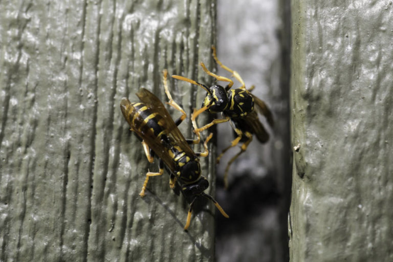 Paper wasp parasites turn hosts into long-lived ‘zombies’
