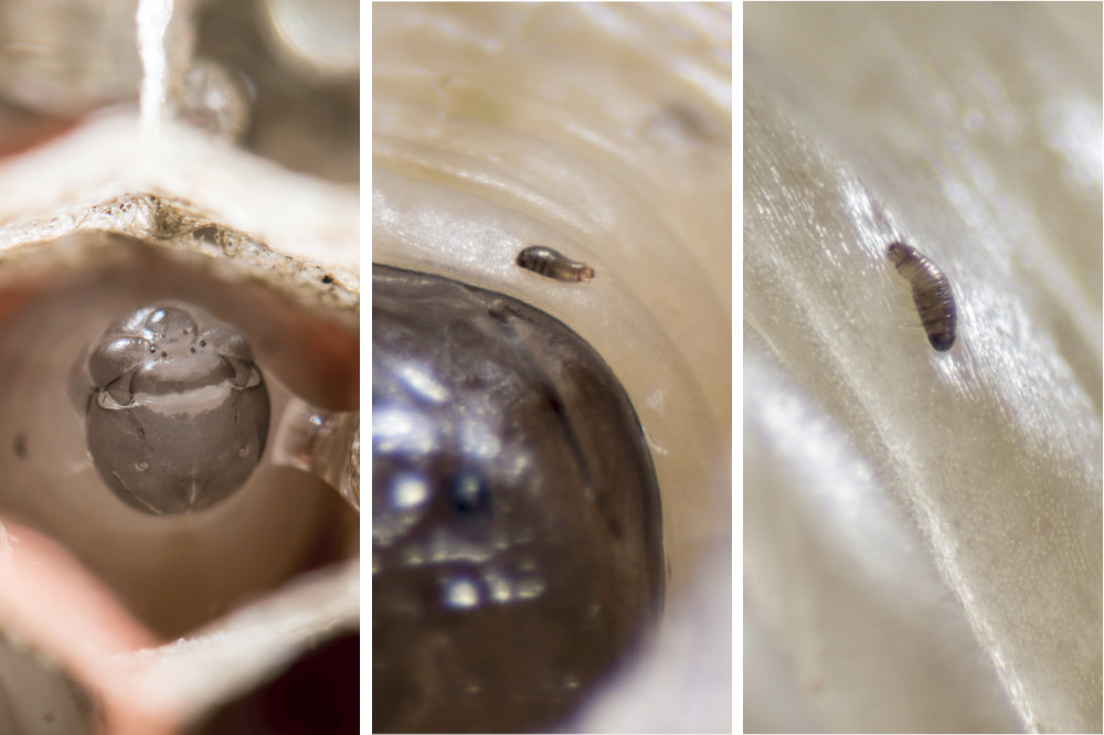 Triptych that zooms in on parasite Xenos vesparum attached to the side of Northern paper wasp larvae.