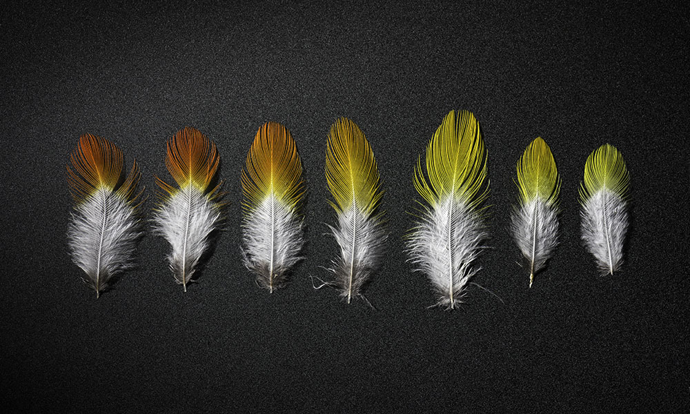 several single white feathers with orange and yellow tips laid in a row.