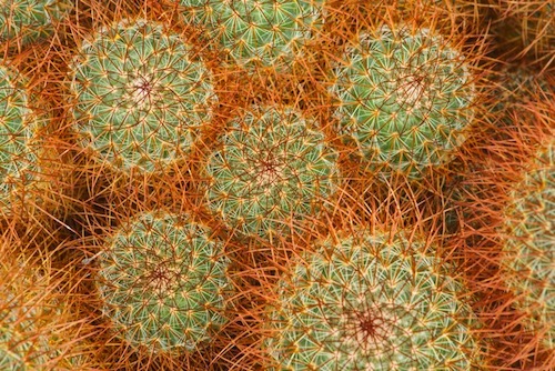closeup of orange cactus needles.