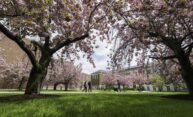 Japanese cherry trees in bloom on large green campus lawn.