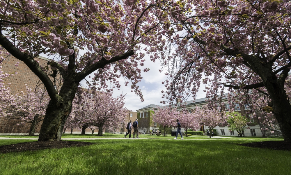 Japanese cherry trees in bloom on large green campus lawn.