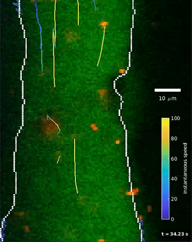 Lo spazio perivascolare (area all'interno di linee bianche) in cui i ricercatori hanno iniettato minuscole particelle. Queste particelle (mostrate come punti in movimento) sono seguite da linee che ne indicano la direzione. Dopo aver misurato la posizione e la velocità delle particelle nel tempo, il team ha quindi integrato questo video 2D con reti neurali basate sulla fisica per creare immagini 3D ad alta risoluzione del sistema di fluidi del cervello / Credit: Douglas Kelly