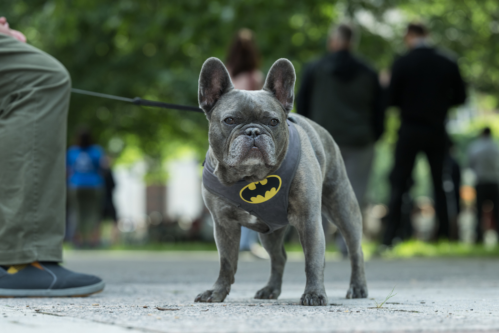 A grey French bulldog, on a lease, with a black and yellow Batman harness. 