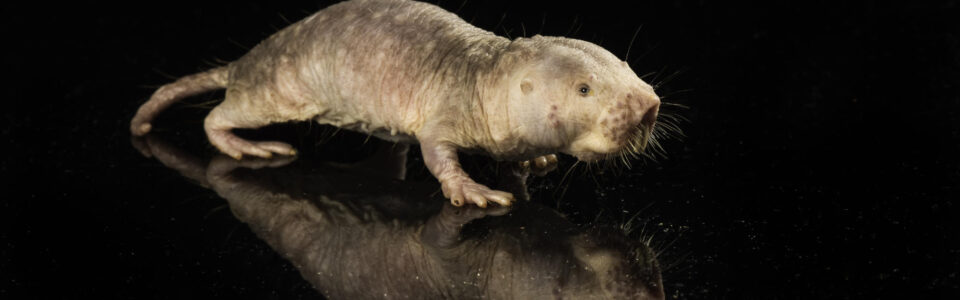 naked mole rat against a black background. The successful transfer of a naked mole rat's gene that produces HMW-HA to a mouse extends the mouse's lifespan.