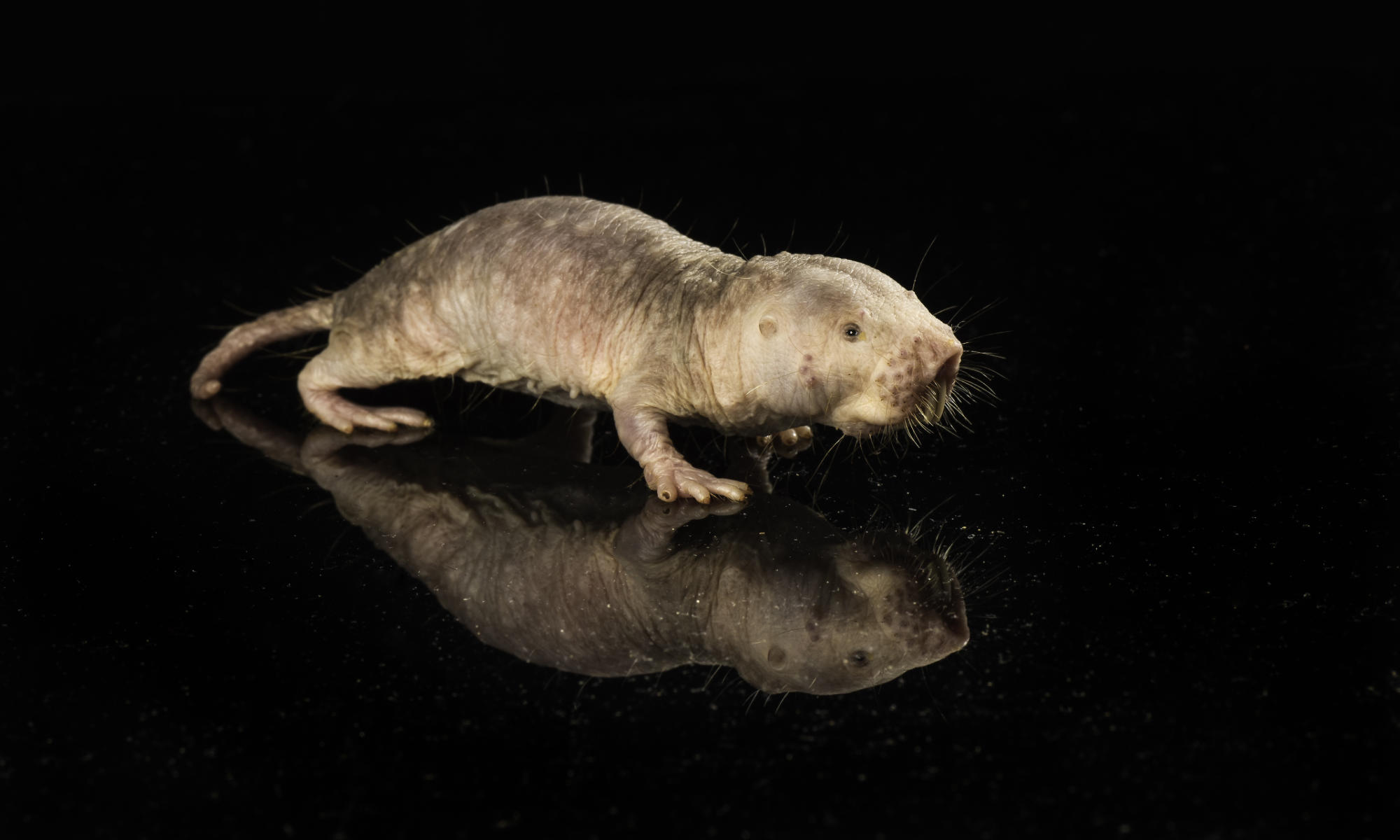 Longevity gene from naked mole rats extends lifespan of mice : News Center