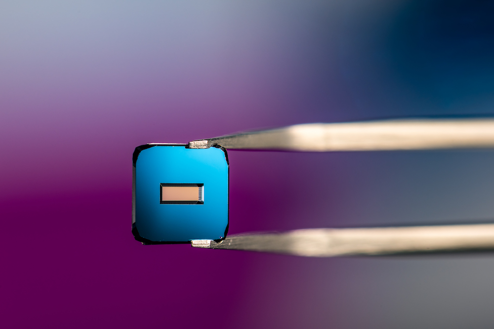 A small, square, blue modular µSiM (m-µSiM) tissue chip platform held by tweezers