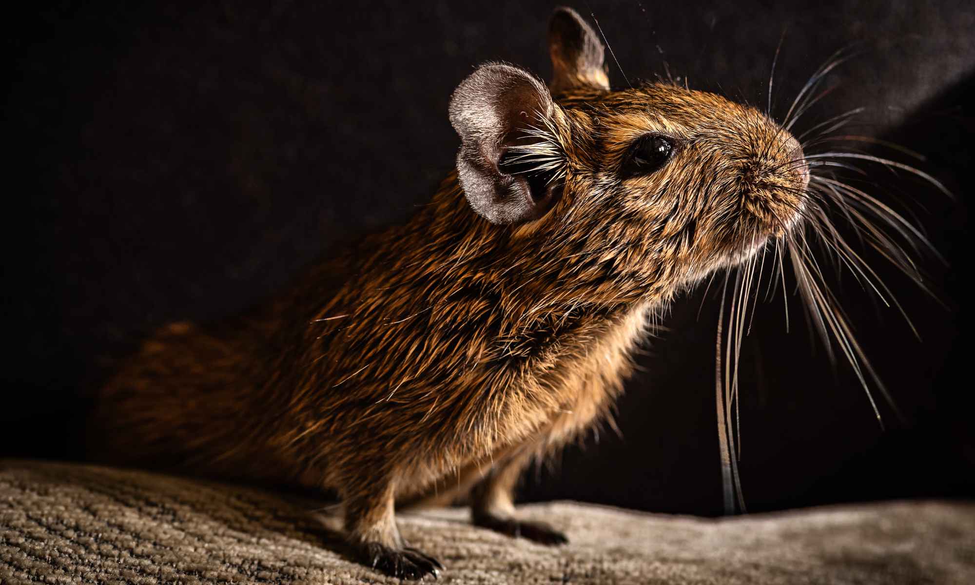 Close up of a degu (small Chilean rodent) seen in shadow and perched on a branch.