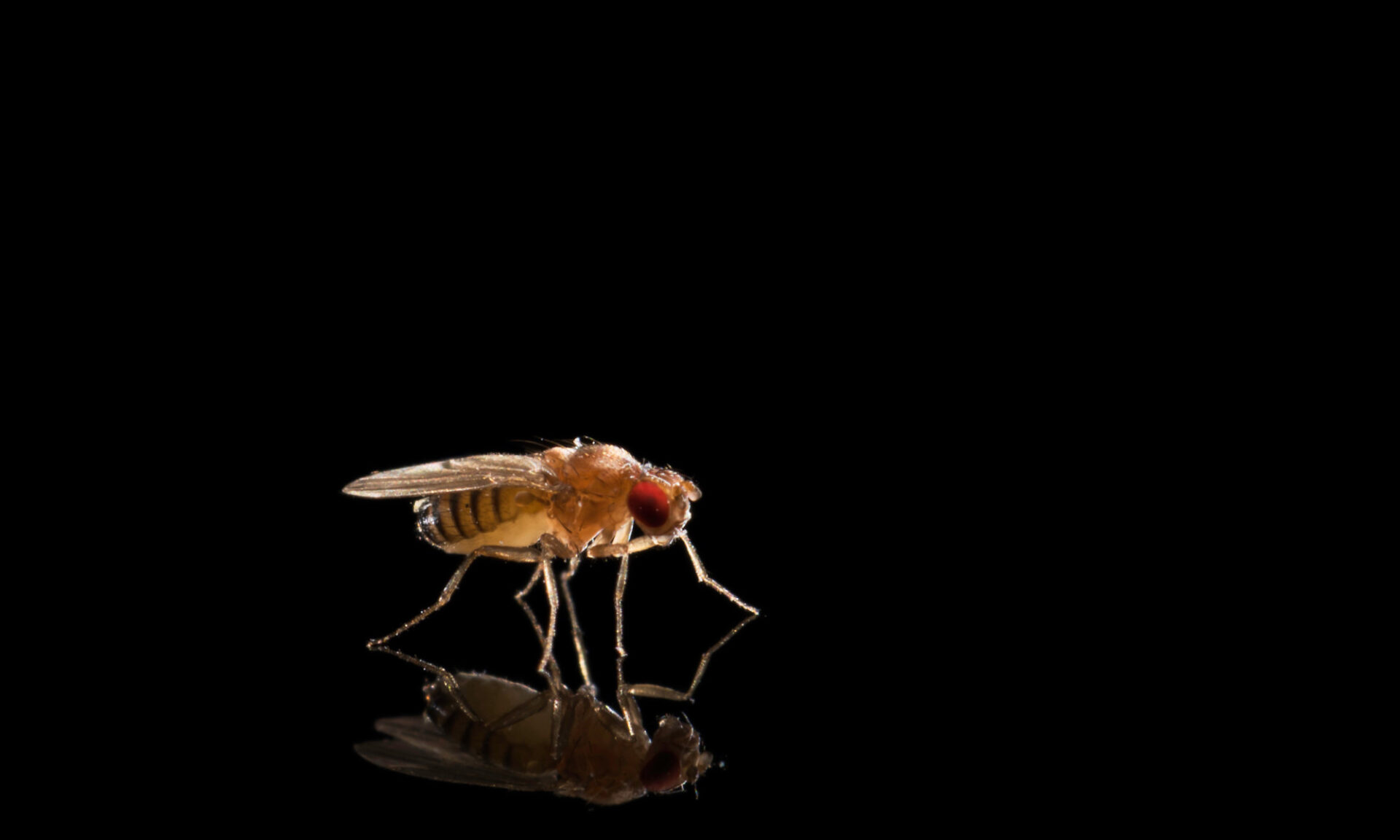 A fruit fly from the genius Drosophila on a black background and reflective surface to illustrate research into the reorganization of centromeres.