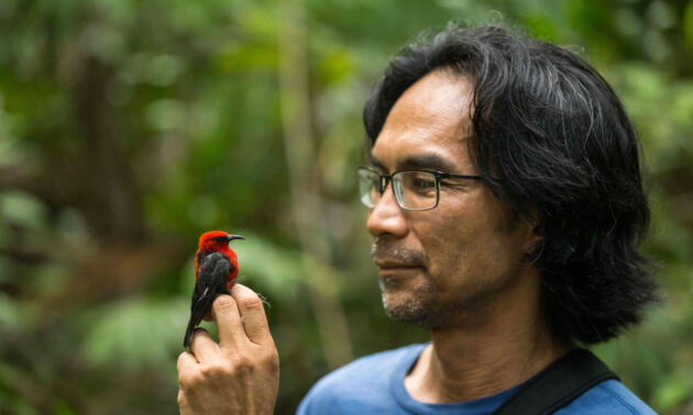 Al Uy looks at a small red bird that is perched on his hand during a research trip to the Solomon Islands.