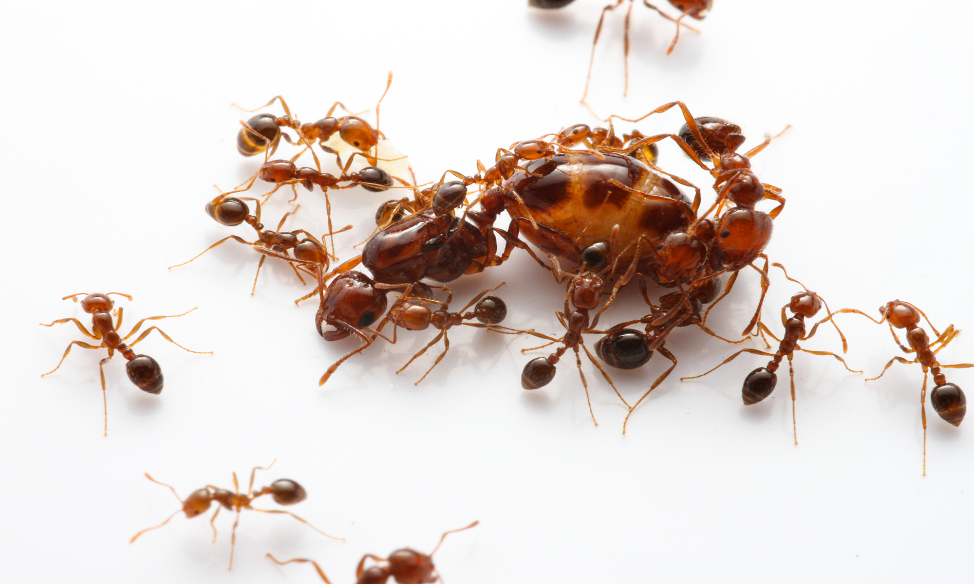 Group of fire ants surround a larger queen fire ant.