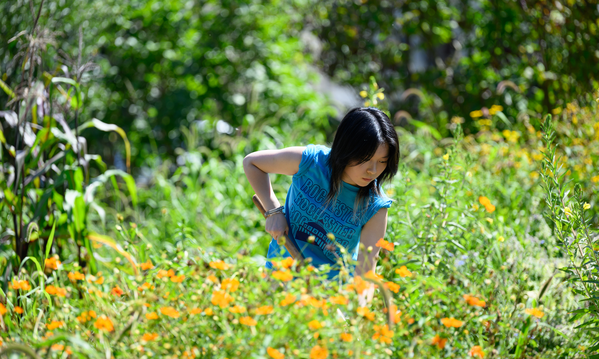 Melissa Dong ’29 shovels mulch outside in a field full of yellow flowers.