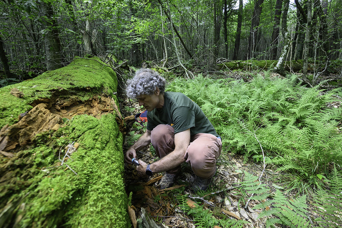 Justin Fay kneeling by a fallen tree to collect yeast samples in Pennsylvania's Allegheny National Forest.