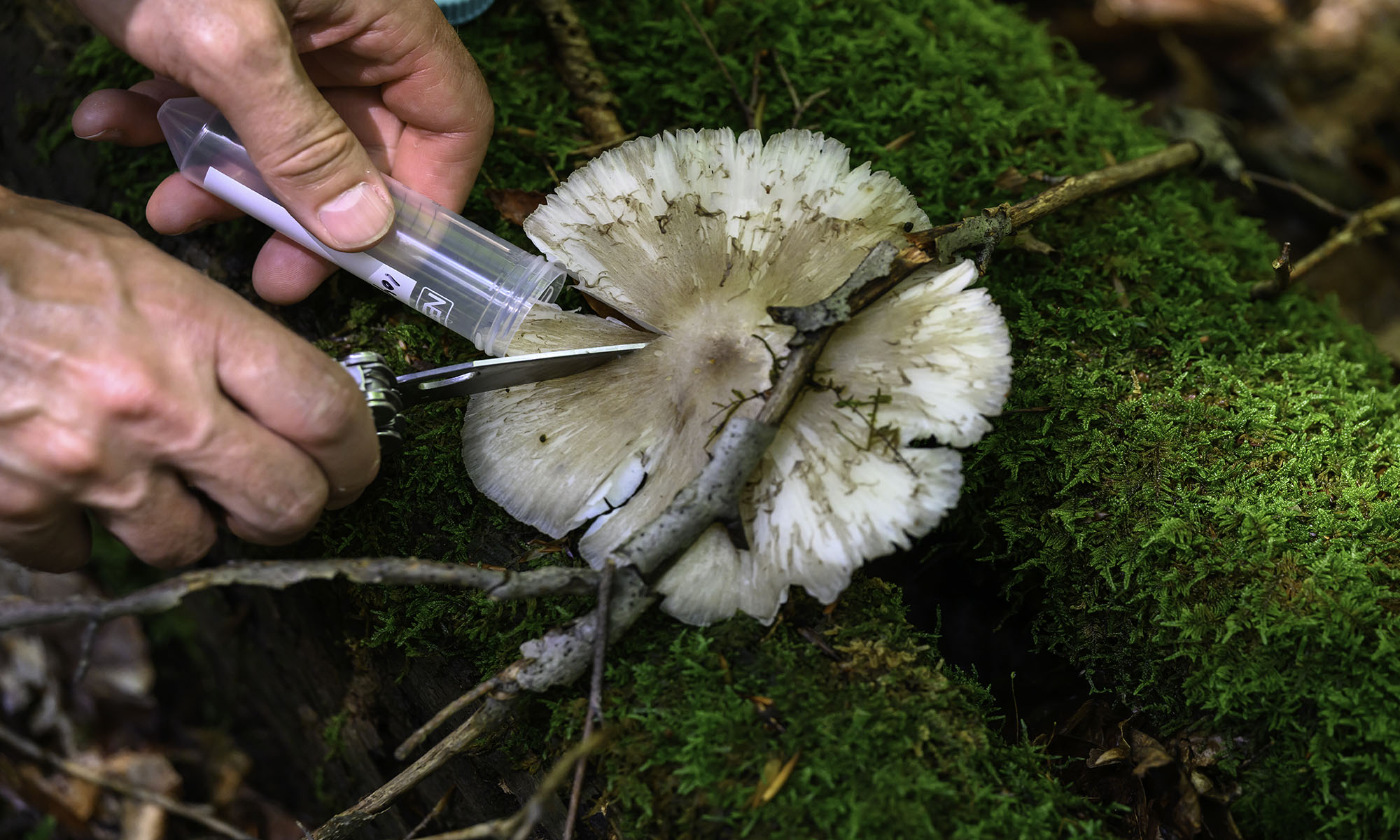 A close up of hands taking a sample of yeast from moss on a tree.
