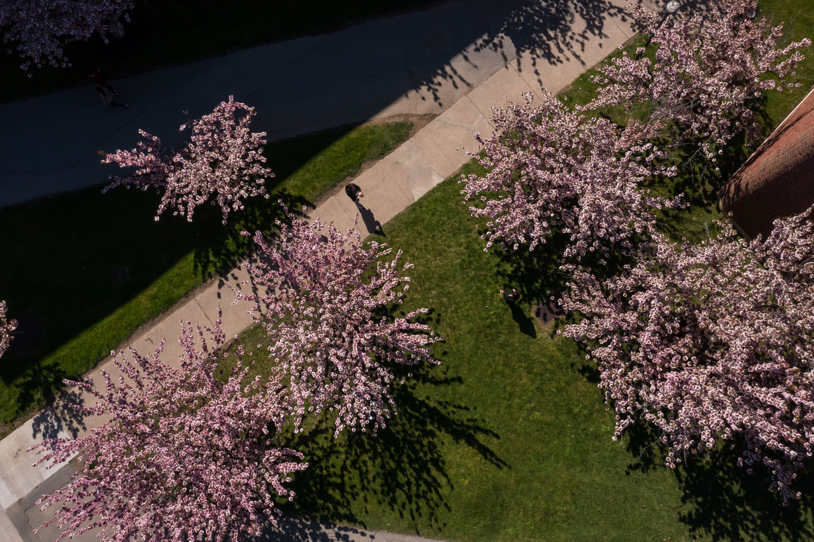Aerial view of a campus featuring blooming trees, showcasing vibrant colors and green spaces in a serene environment.