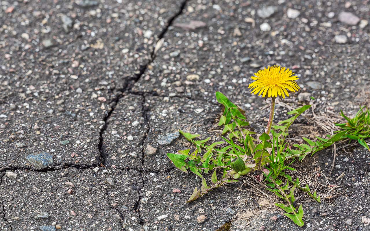 A dandelion grows through the cracks in concrete to symbolize resilience in the face of stress.