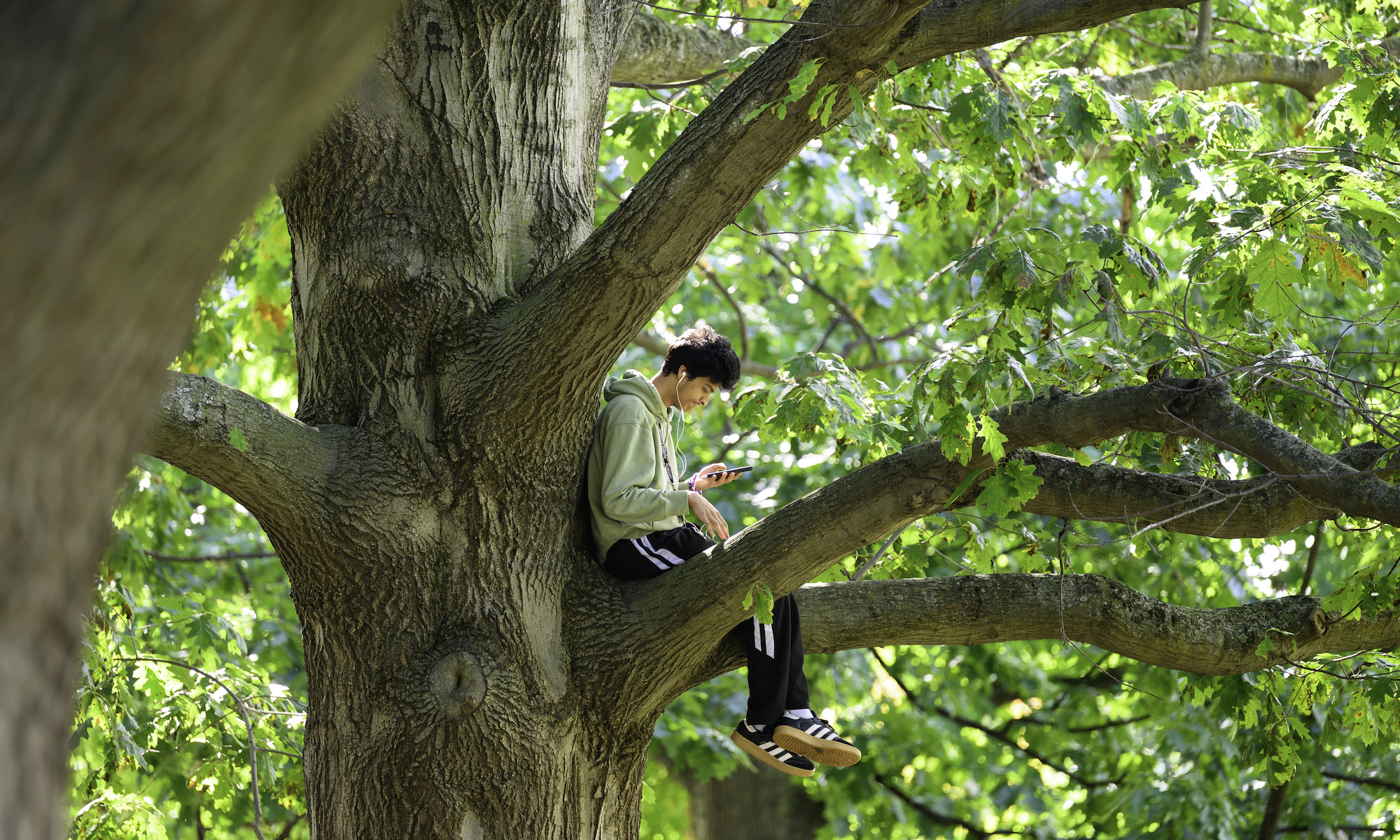 A student sits in an oak tree.