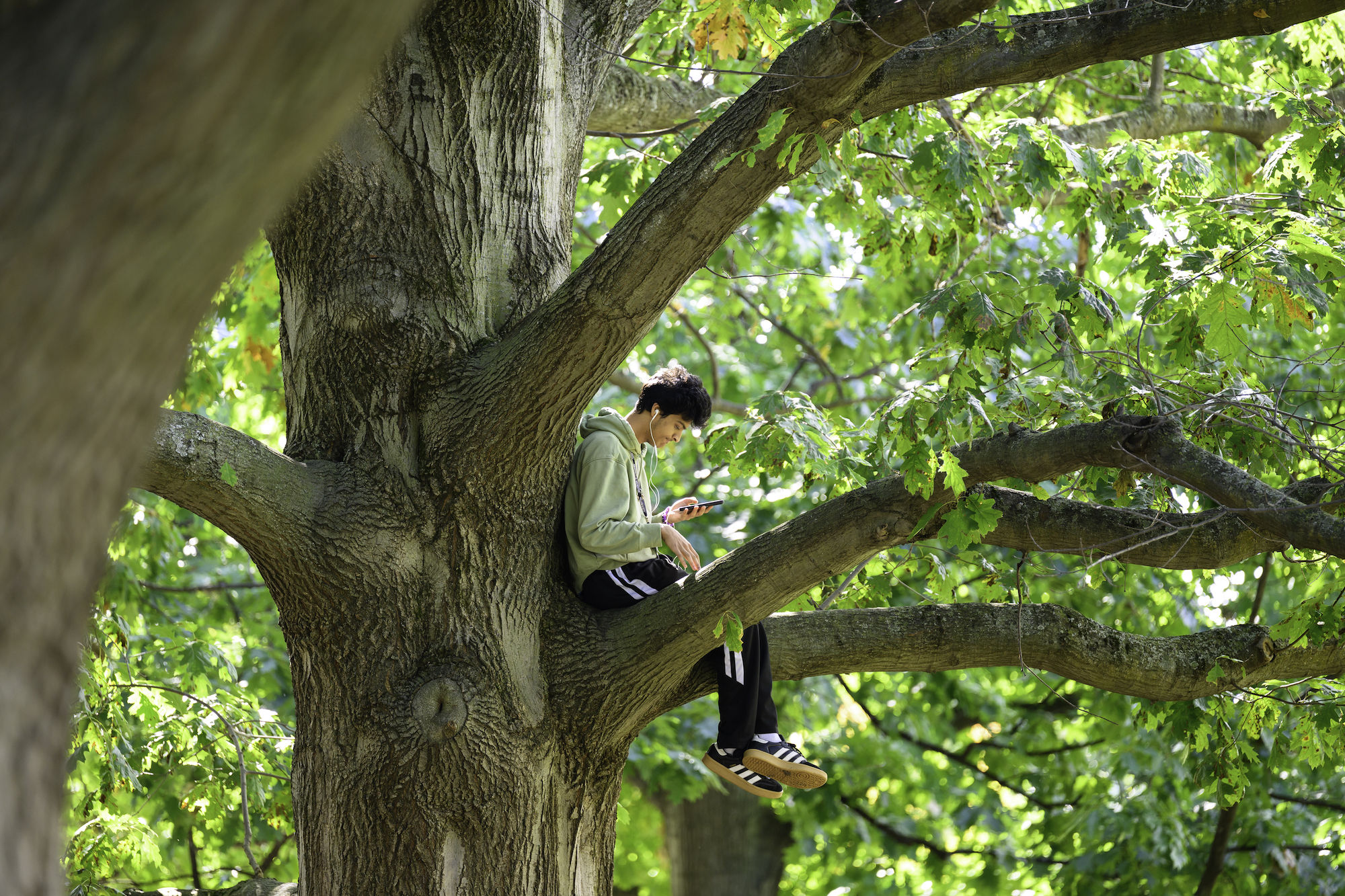 A student sits in an oak tree. 