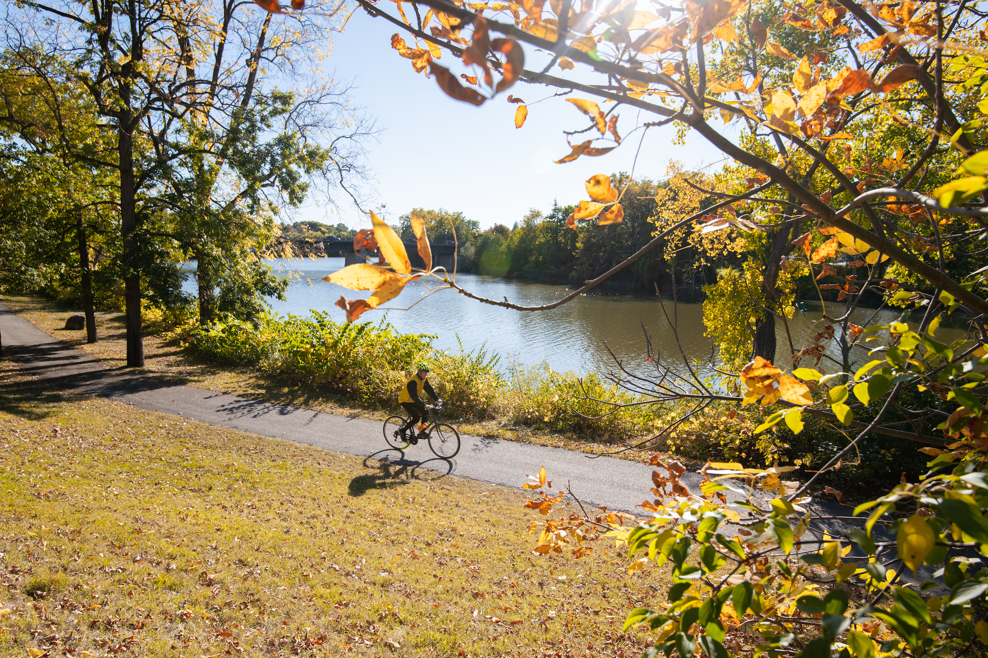 Bike rider along Wilson Boulevard in autumn.