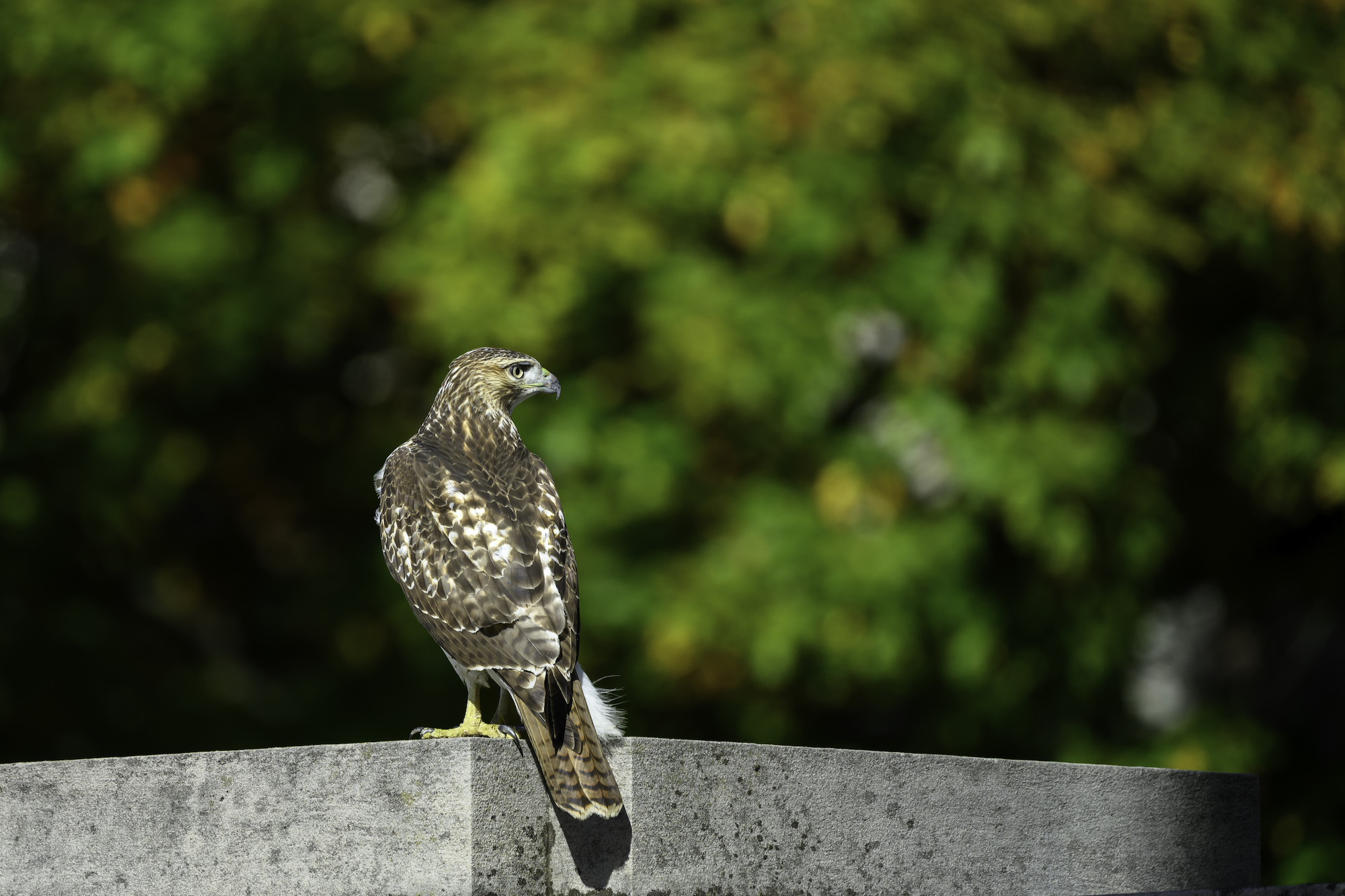 A red-tailed hawk perches on a building.