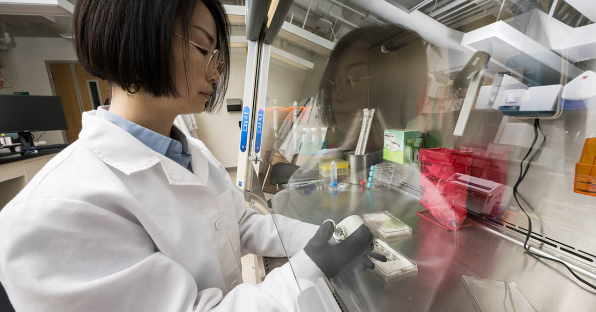 Brain-on-a-chip technology reveals how sepsis and neurodegenerative diseases damage the brain