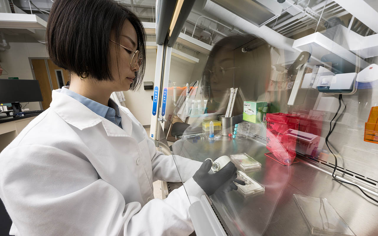 Kaihua Chen in a lab coat and safety gear seeding microphysiological systems using a pipette.