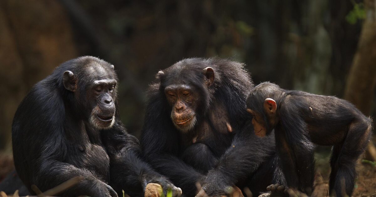 Wild chimpanzees using tools study image
