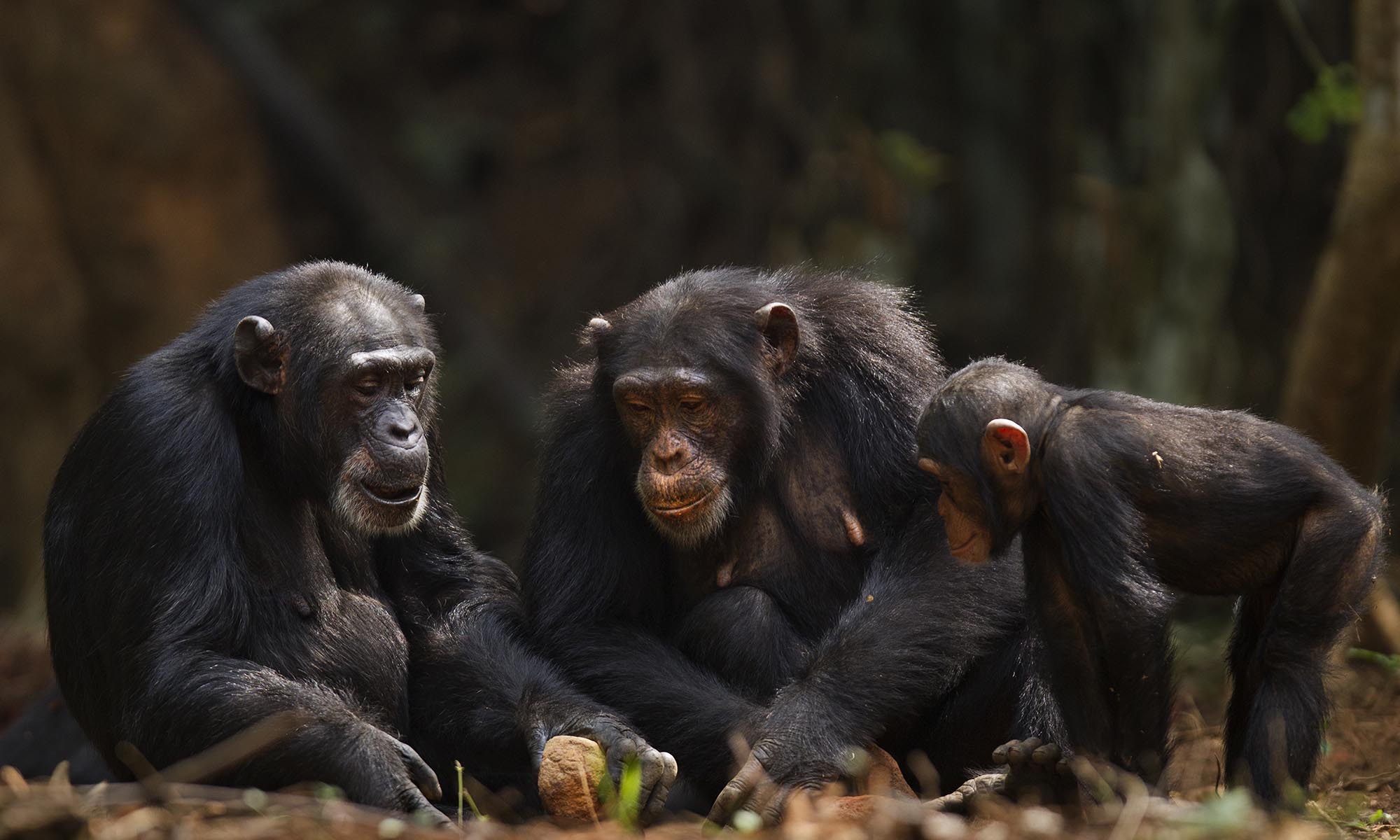 Feature image Three wild chimpanzees of varying ages gather and use rocks to crack nuts.