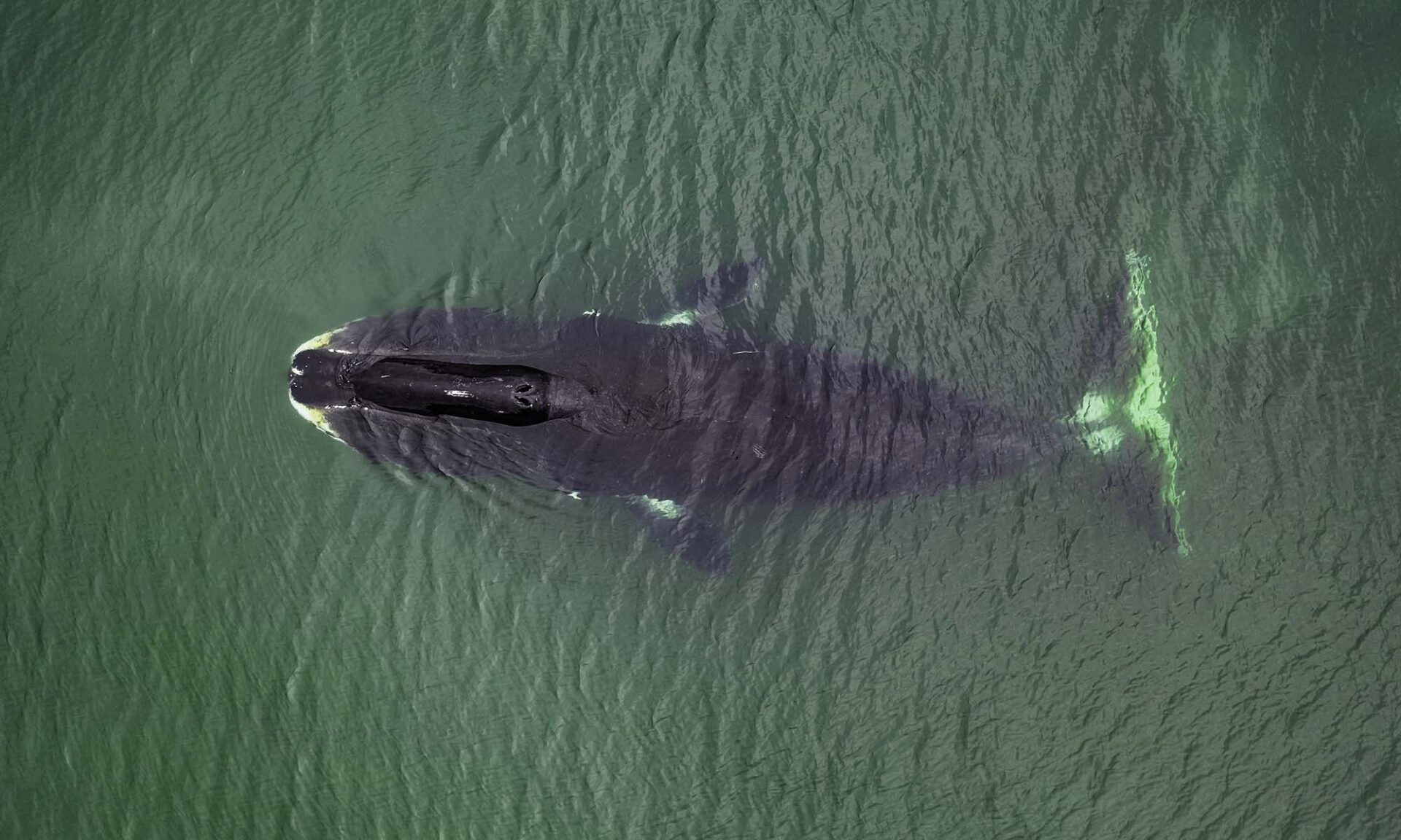 Aerial view of a bowhead whale. The species' CIRBP protein may contribute to longevity.