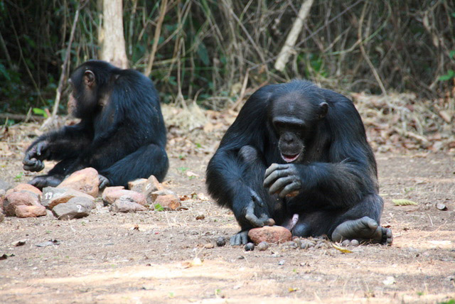 Two wild chimpanzees using stones to crack open nuts. 