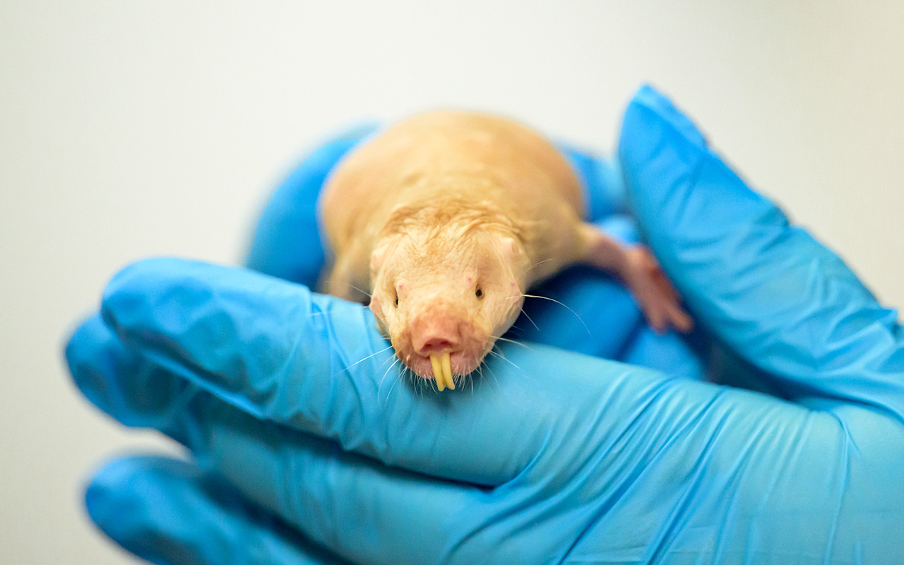 A researcher holds a naked mole-rat, a hairless rodent studied for its resistance to aging and cancer.