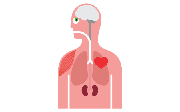 Stylized human body diagram showing organs like heart, brain, lungs, and kidneys to illustrate treatments for different body systems.