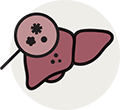 Illustration of a liver under a magnifying glass, representing diagnosis and evaluation in a transplant process.