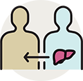 Illustration of two people with an arrow and liver, representing living donor liver transplant surgery.