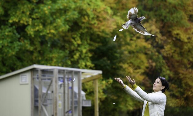 Dora Biro releases a homing pigeon.
